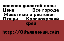 совенок ушастой совы › Цена ­ 5 000 - Все города Животные и растения » Птицы   . Красноярский край